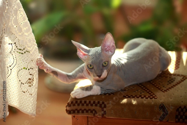 Fototapeta Portrait of cute sphinx kitten