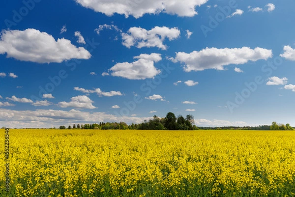 Obraz Blooming rapeseed meadows in Estonia