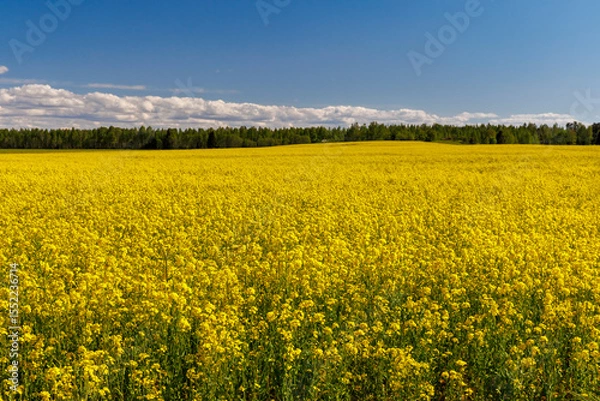 Obraz Blooming rapeseed meadows in Estonia