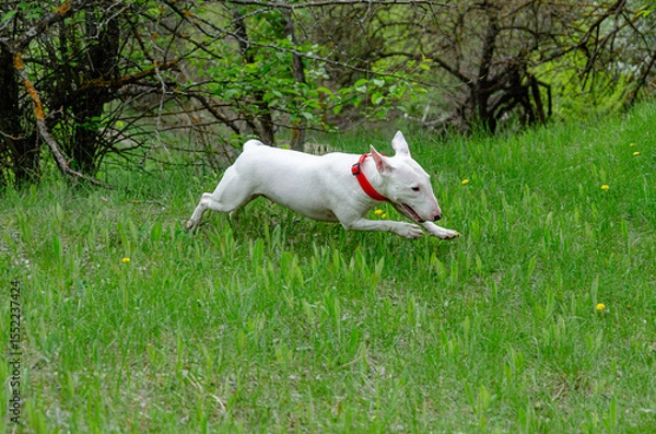 Fototapeta Miniature Bull Terrier running joyfully through lush green summer grass. Action shot, almost flying low. Yellow dandelions dot the field. Soft blurred trees in background. Energetic dog, red collar