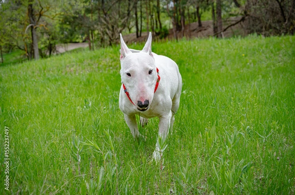 Fototapeta Close-up portrait of a white Miniature Bull Terrier trotting directly towards camera Engaging eye contact. Surrounded by young green grass with distant blurred trees Red collar. Friendly, approachable