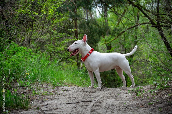 Fototapeta Miniature Bull Terrier standing alert on elevated forest road. Shoulder-level shot. Blurred woods backdrop, roadside grass. Profile head turn sequence. Red collar, attentive pose.