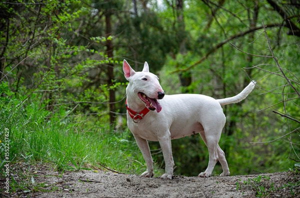 Fototapeta Miniature Bull Terrier standing alert on elevated forest road. Shoulder-level shot. Blurred woods backdrop, roadside grass. Profile head turn sequence. Red collar, attentive pose.