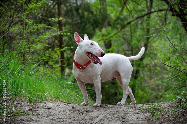 Fototapeta Miniature Bull Terrier standing alert on elevated forest road. Shoulder-level shot. Blurred woods backdrop, roadside grass. Profile head turn sequence. Red collar, attentive pose.