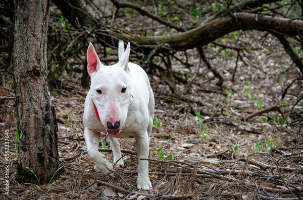 Fototapeta Miniature Bull Terrier running towards camera in pine forest setting. Close-up view. Ground covered in pine needles and twigs. Fallen logs in blurred background. Red collar, wilderness feel.