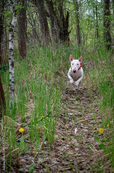 Fototapeta Playful Miniature Bull Terrier leaping towards camera on forest path. Front paws up, joyful jump. Sparse grass and yellow dandelions on trail sides. Blurred woodland backdrop. Red collar.