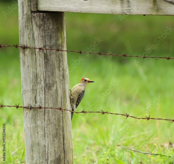 Fototapeta red woodpecker 