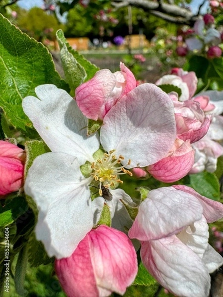 Fototapeta Vertical image of pink and white apple blossom on tree