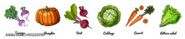 Obraz Hand Drawn Vector Set of Vegetables – Carrot, Beet, Pumpkin, Cabbage, Turnip, Lettuce