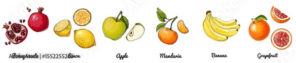 Obraz Hand Drawn Vector Set of Fruits – Pomegranate, Lemon, Apple, Mandarin, Banana, Grapefruit