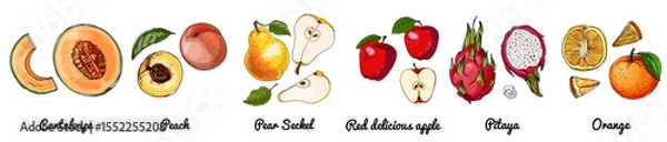 Obraz Hand Drawn Vector Set of Fruits – Melon, peach, pear, red apple, dragon fruit, orange