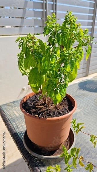 Fototapeta plants in pots, basil
