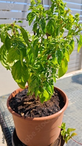 Fototapeta seedlings in a pot