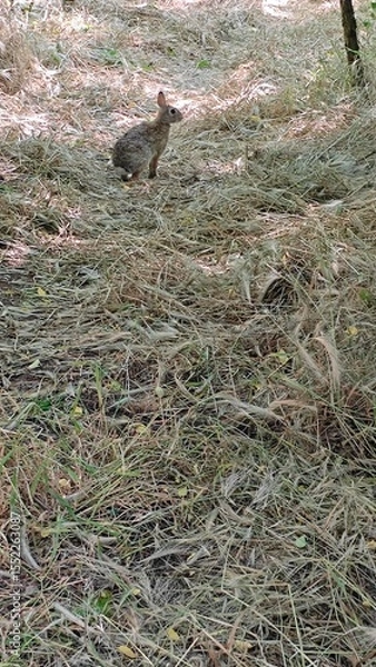 Fototapeta bird in nest