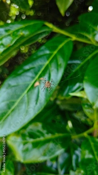 Fototapeta Spider on leaf on web