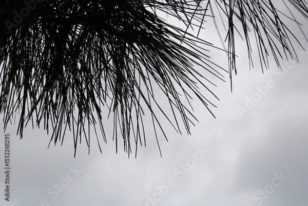 Fototapeta Silhouette of pine trees against sky