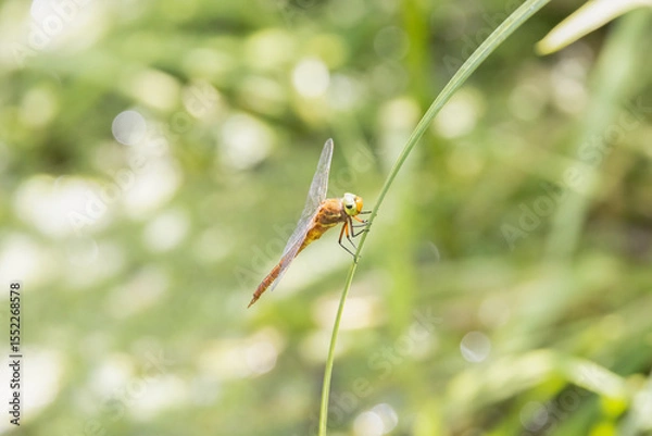Obraz dragonfly on a leaf