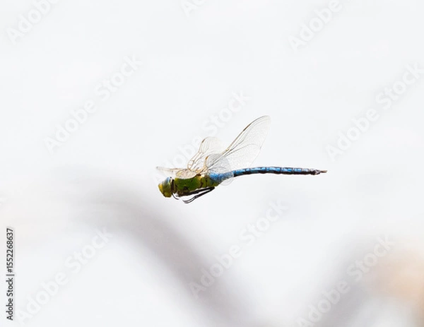 Obraz dragonfly flight