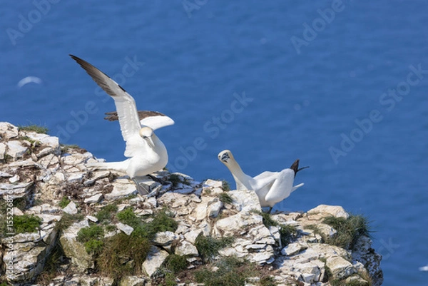 Obraz Two gannets