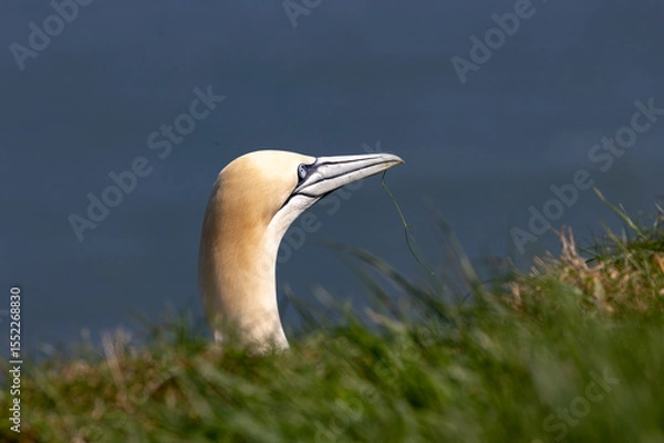 Obraz Gannet head