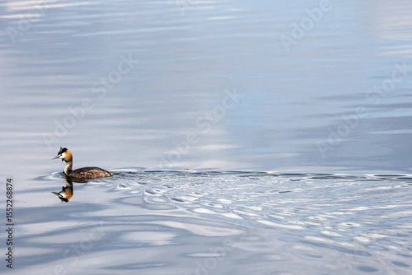 Obraz great crested grebe