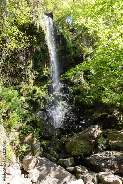 Obraz waterfall in the forest