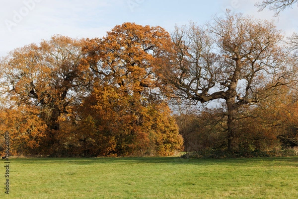 Obraz trees in autumn
