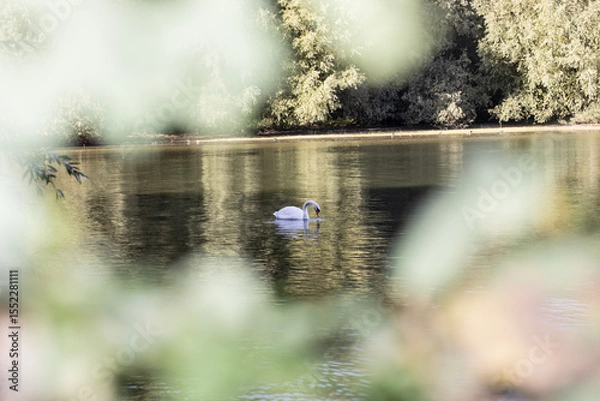 Obraz swan through leaves