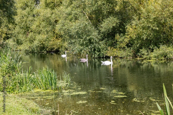 Obraz swans on the river