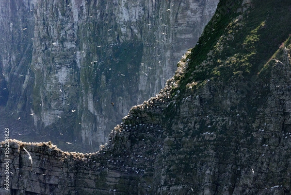 Obraz seabirds on cliff