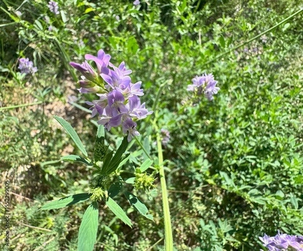 Fototapeta Close-up of a blooming alfalfa plant (Medicago sativa) with clusters of purple flowers and slender green leaves, thriving in a sunlit meadow during late spring or early summer.