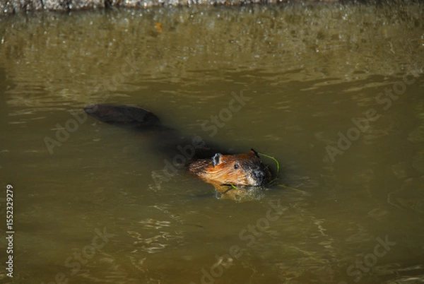 Obraz Alaska- Close Up of a Beaver Swimming With Grass in Mouth