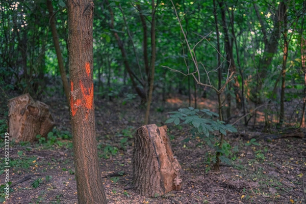 Fototapeta Tree trunk in forest marked with orange paint, possibly for logging or ecological survey, surrounded by dense green vegetation and tree stumps.