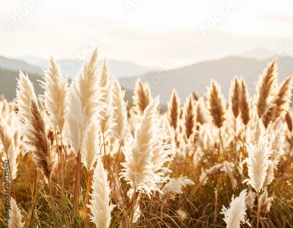 Fototapeta Serene landscape featuring sea of soft focus pampas grass, its delicate plumes swaying gently in breeze, illuminated by warm sunlight against backdrop of distant mountains