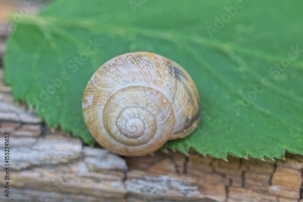 Fototapeta one gray round snail shell on a green leaf on a summer street in nature