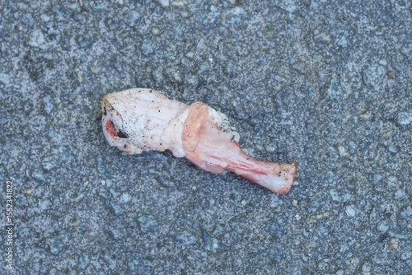Fototapeta a piece of one red raw chicken meat with white bones lies on gray asphalt on the street