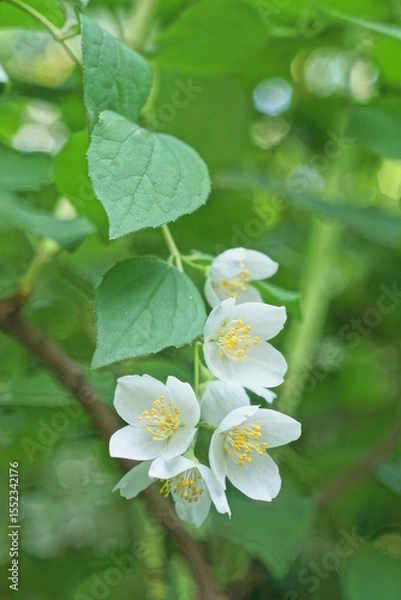 Fototapeta White flowers on the green branches of the jasmine bush in nature in the summer garden