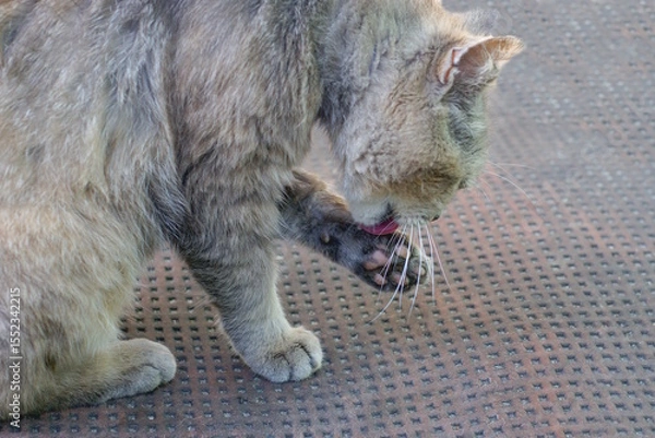Fototapeta one gray cat sits and licks its paw and washes on a brown table on the street
