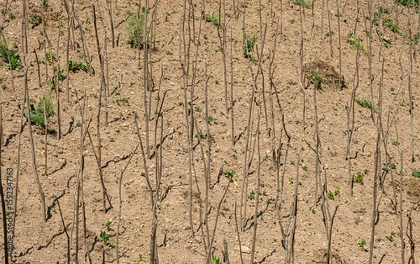 Fototapeta Dry soil with young plants sprouting. This image highlights the resilience of nature and the process of growth. Use for themes related to agriculture and sustainability.