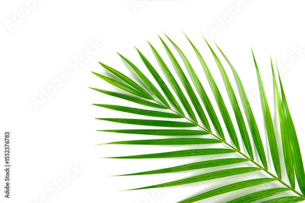 Obraz Palm leaf isolated on white background