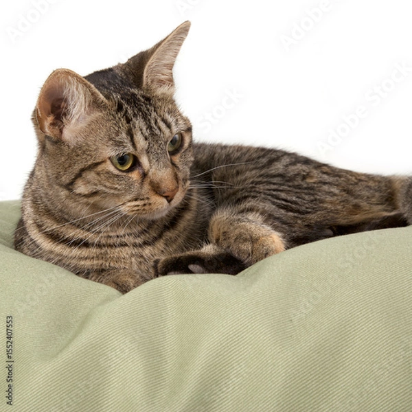 Fototapeta portrait of a beautiful cat on a white background