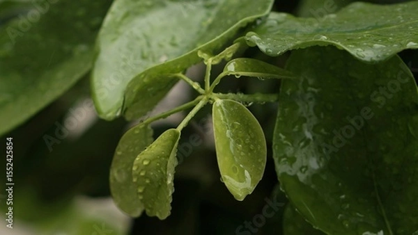 Obraz Nature Leaf with airdrop