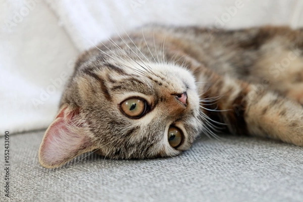 Obraz 甘える顔をした子猫