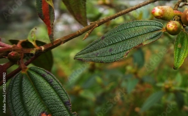 Fototapeta Melastoma malabathricum, beautiful green Melastoma malabathricum flower leaves with blurred background