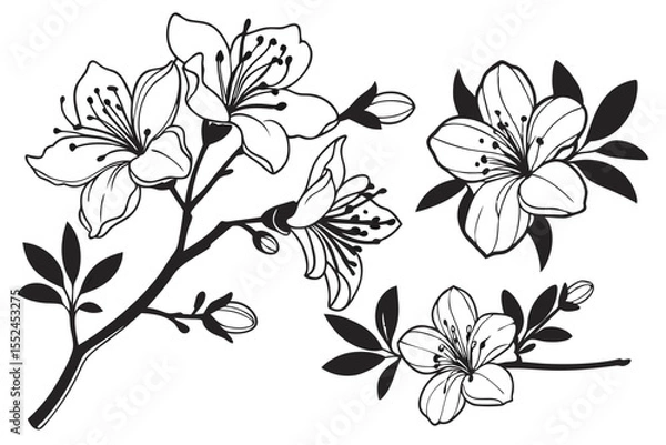 Obraz Azalea Blossom Black Clipart Pack