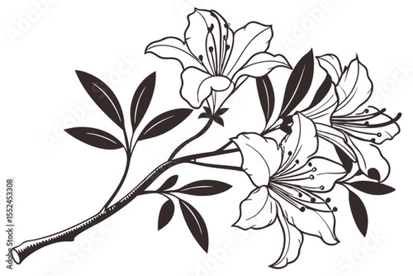 Obraz Azalea Vector Silhouette, Azalea flower silhouette clipart isolated on a white background