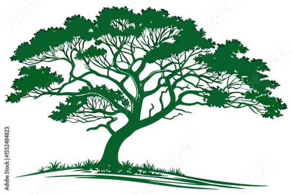 Obraz Vector green tree isolated on white, green tree clipart