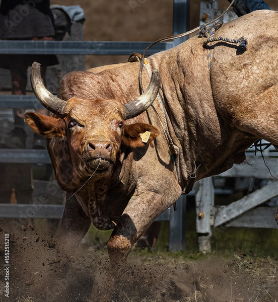 Fototapeta Rodeo Bull