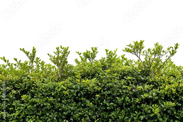 Fototapeta Lush green hedge with transparent background ready to add natural elements to your designs or create a seamless botanical border.