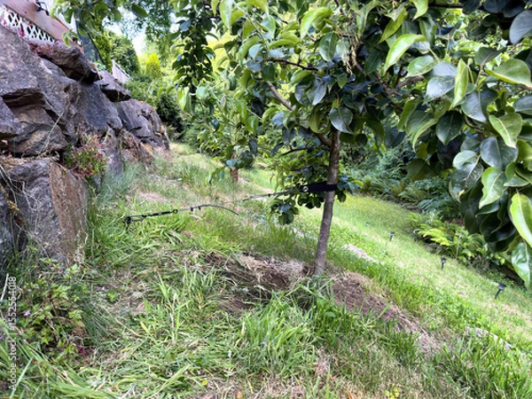 Fototapeta Tree brace installed to support Asian fruit pear tree in home backyard garden
